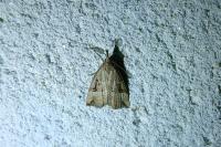 Hypena rostralis