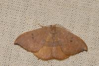 Watsonalla uncinula