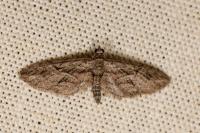 Eupithecia oxycedrata