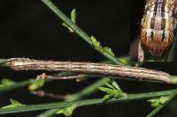 Compsoptera opacaria