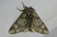 Biston strataria