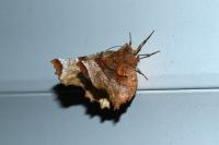 Selenia lunularia