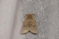 Orthosia cruda