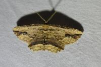 Menophra abruptaria