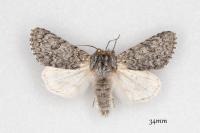 Acronicta euphorbiae
