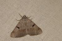 Itame vincularia