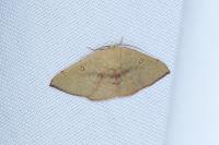 Cyclophora puppillaria