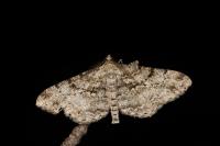 Peribatodes rhomboidaria rhomboidaria