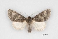 Acronicta megacephala