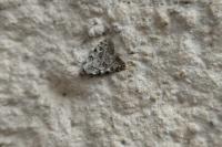 Nola confusalis