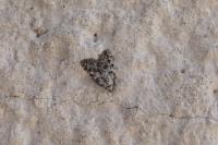 Nola confusalis