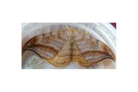 Drepana curvatula