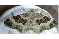 Epirrhoe alternata