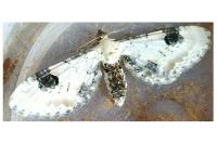 Eupithecia centaureata