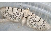 Eupithecia venosata