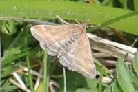 Pyrausta despicata