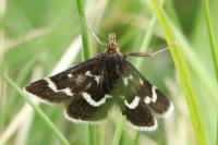 Pyrausta nigrata