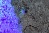 Calliteara pudibunda