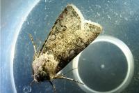 Agrotis segetum
