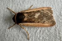 Ochropleura leucogaster