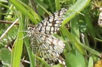 Chiasmia clathrata