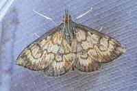 Ecpyrrhorrhoe rubiginalis
