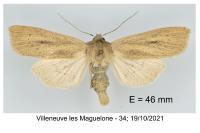 Rhizedra lutosa