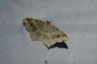 Macaria alternata