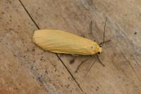 Wittia sororcula