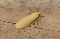 Wittia sororcula