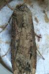 Agrotis ipsilon