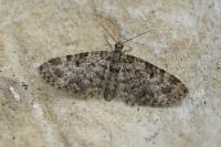 Eupithecia tantillaria