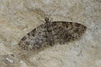 Eupithecia tantillaria