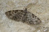 Eupithecia tantillaria