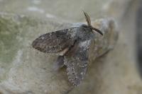 Stauropus fagi
