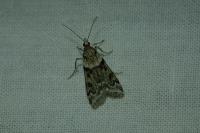 Eudonia angustea