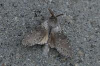 Stauropus fagi