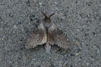 Stauropus fagi
