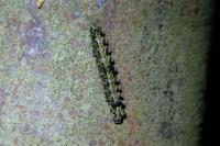 Katha depressa