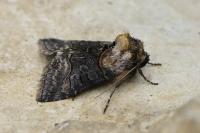 Abrostola asclepiadis