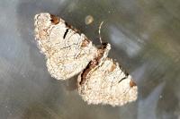 Eupithecia insigniata
