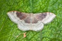 Idaea degeneraria
