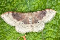 Idaea degeneraria