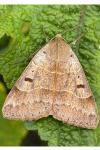 Minucia lunaris