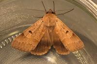 Minucia lunaris