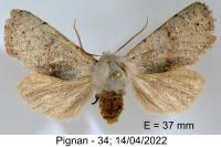 Ammopolia witzenmanni