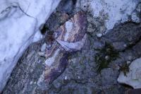 Earophila badiata