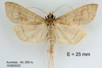 Mecyna asinalis