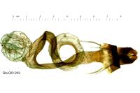 Mythimna vitellina