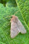 Orthosia cerasi